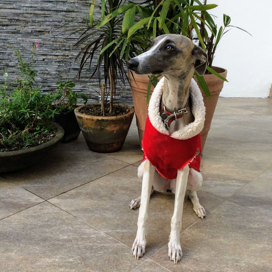 SAQUITO BANFF VELVET ROJO